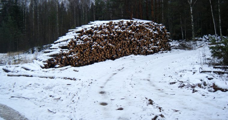 Шестеро жителей Удмуртии вырубили лес на 6 млн рублей