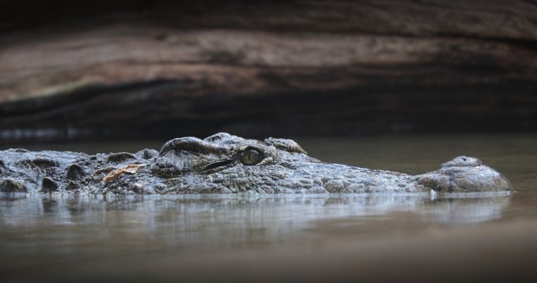 Австралиец поймал на удочку крокодила 