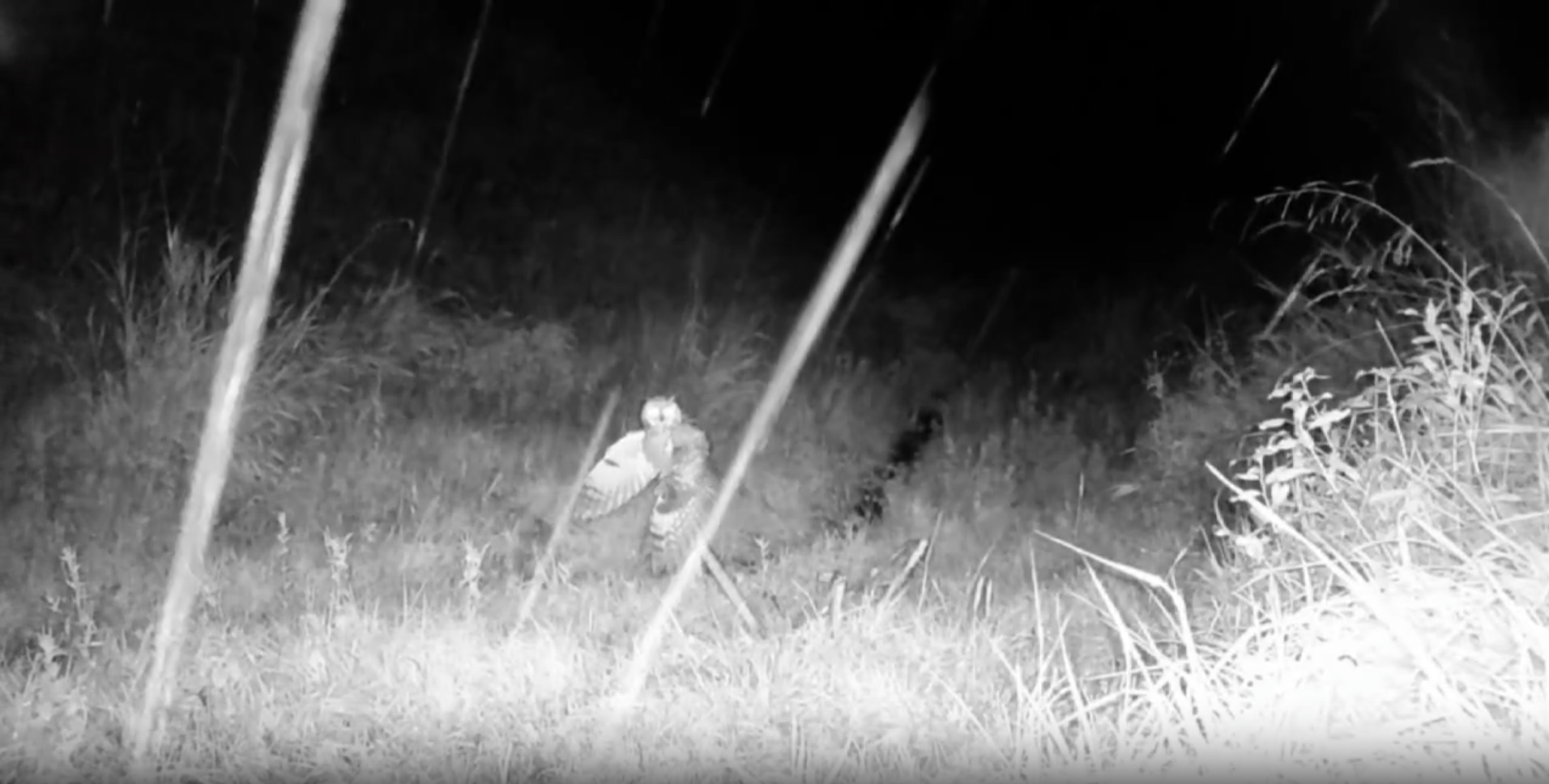 Ушастая сова попала в кадр фотоловушки в Удмуртии 