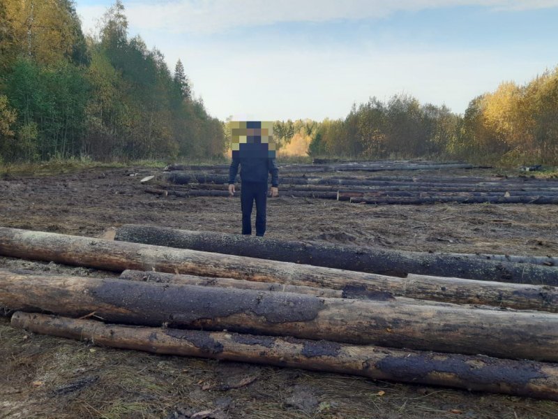 Чёрный лесоруб в Удмуртии погубил более полутора сотен живых деревьев