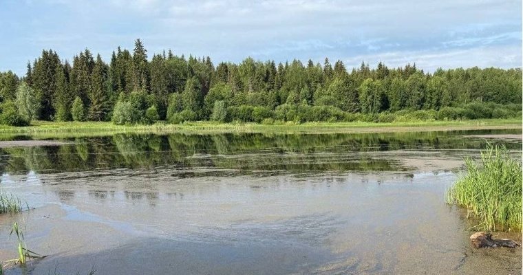 Тело рыбака нашли в пруду в Якшур-Бодье 