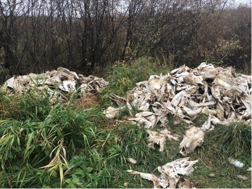 Выброшенные говяжьи головы обнаружили в Ижевске