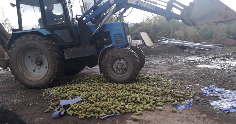 Почти 800 кг польских груш уничтожили в Ижевске