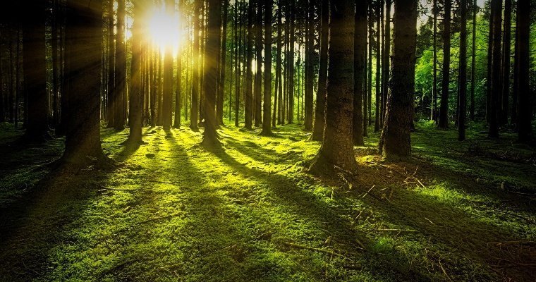 В двадцати районах Удмуртии ввели запрет на посещение лесов