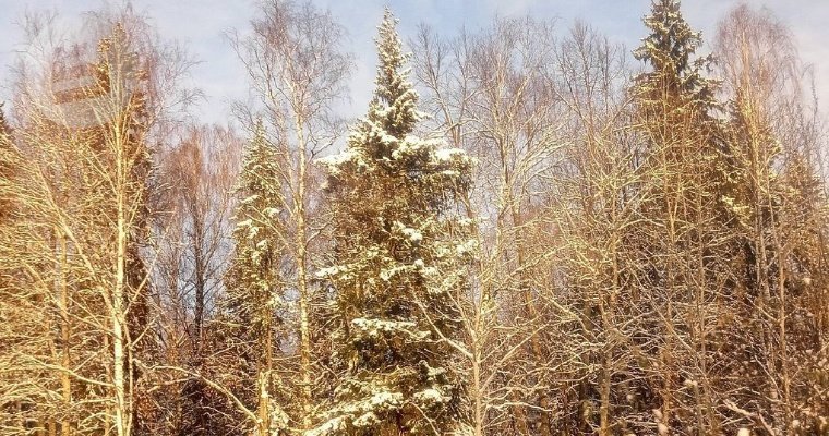 В Удмуртии усилили охрану хвойных деревьев от вырубки в преддверии Нового года