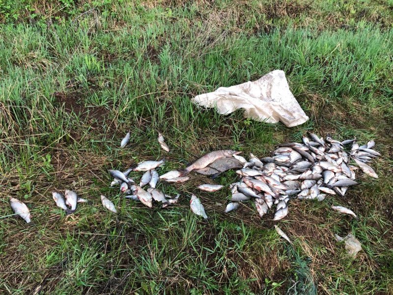 Двух братьев с незаконно добытой рыбой задержали в Сарапульском районе