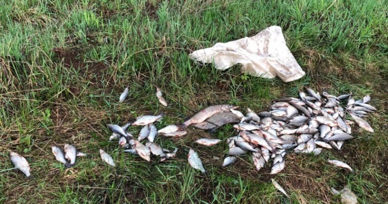 Двух братьев с незаконно добытой рыбой задержали в Сарапульском районе