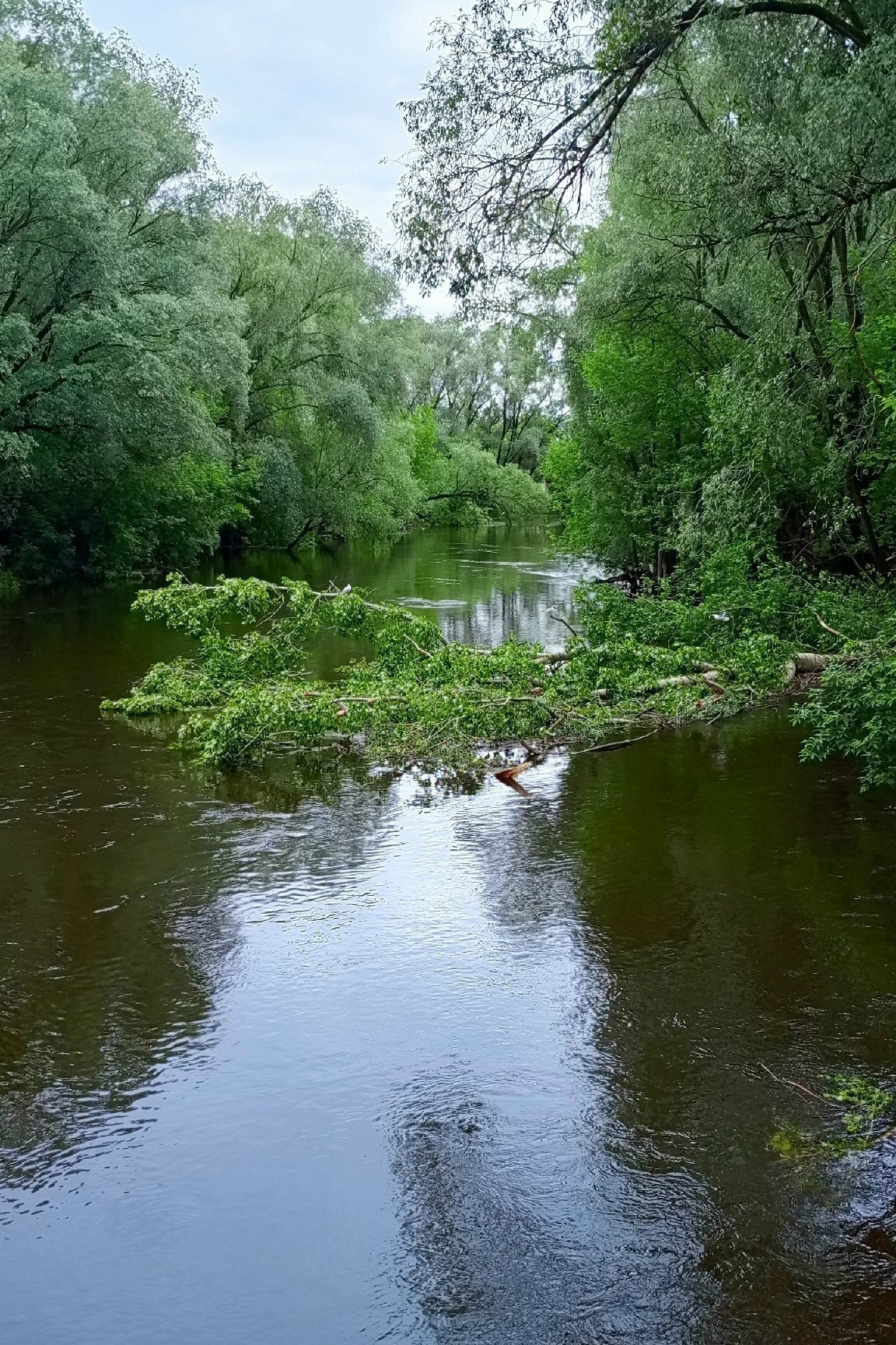 В реку Иж упало дерево в районе переулка Октябрьского в Ижевске