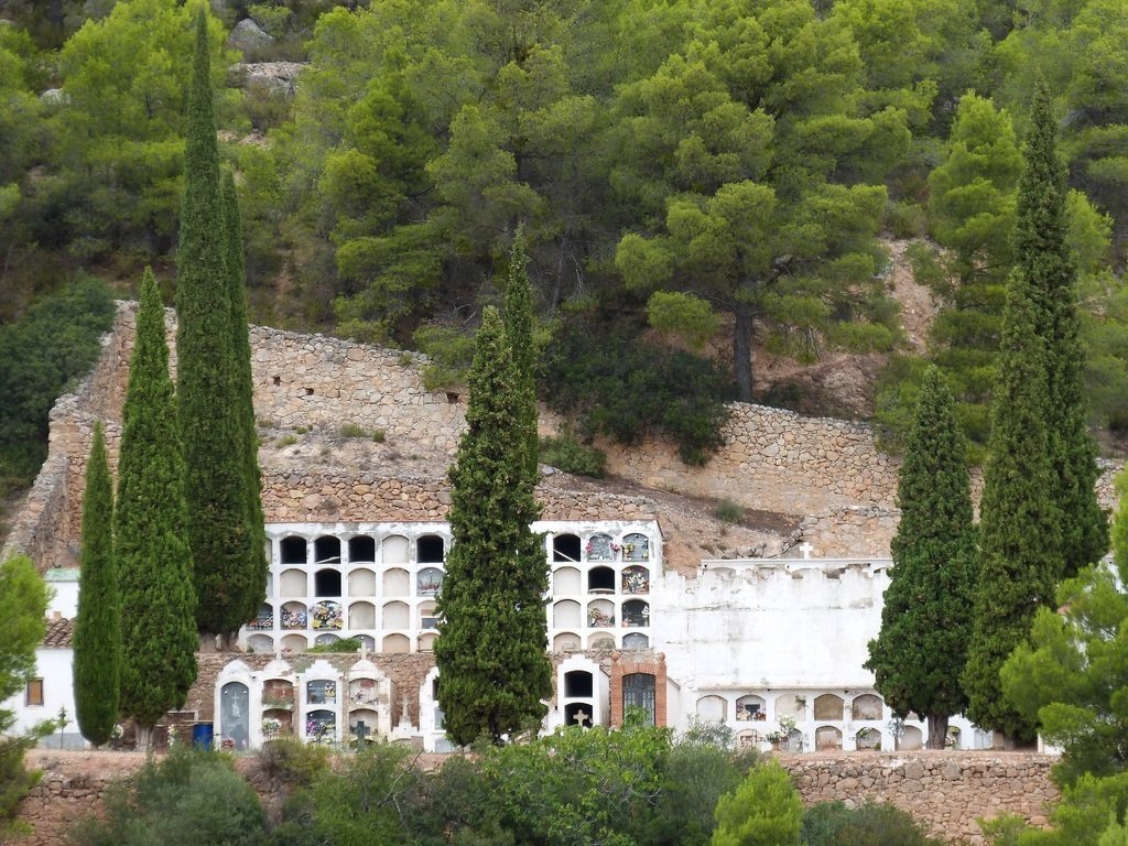 В Южной Америке нашли кипарис возрастом старше 5 тысяч лет