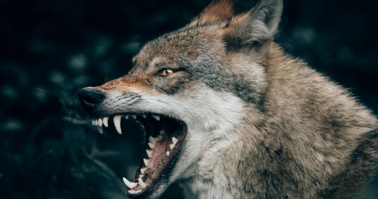 Порядок составления акта добычи волка утвердили в Удмуртии
