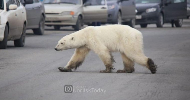 Пойманная в Норильске истощенная медведица идет на поправку