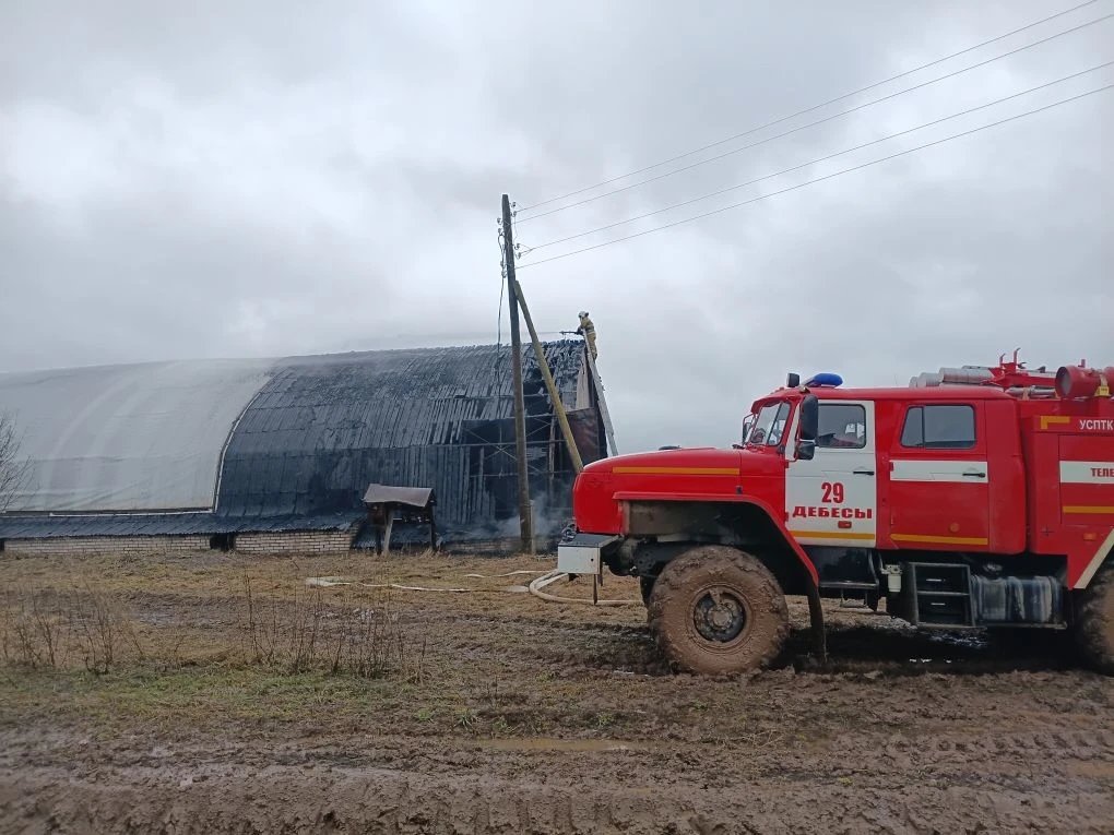 В Дебёсском районе работники колхоза спасли из горящего ангара 46 телят