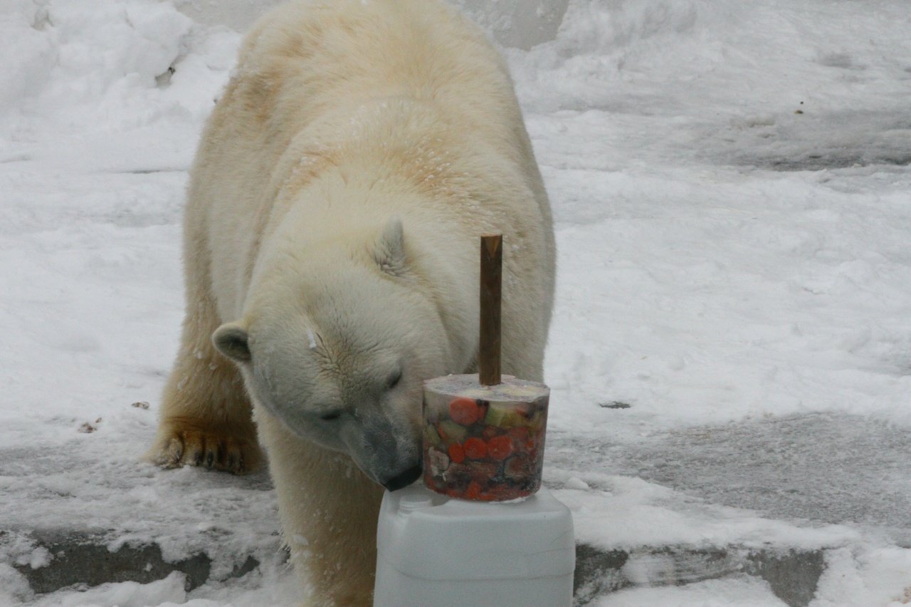 Белой медведице Шайне из зоопарка Удмуртии исполнилось 7 лет