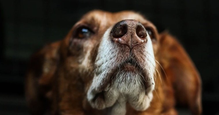 Собака-поводырь погибла в Новосибирске от удара током на выходе из троллейбуса