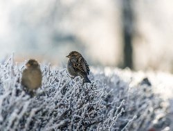 В Удмуртии 20 февраля температура воздуха будет от -9 до -14 градусов