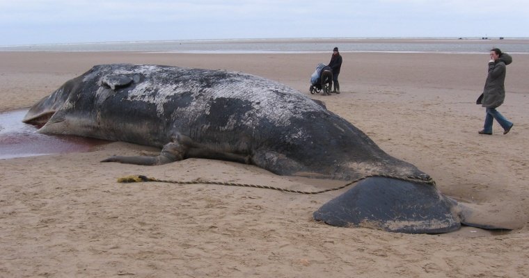 В теле мертвого кита нашли кусок амбры стоимостью в полмиллиона евро