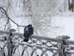 Похолодание начнется в Удмуртии с первых дней зимы
