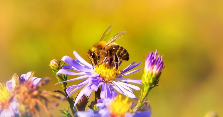 Ученые Удмуртии готовят энциклопедию на тему пчеловодства