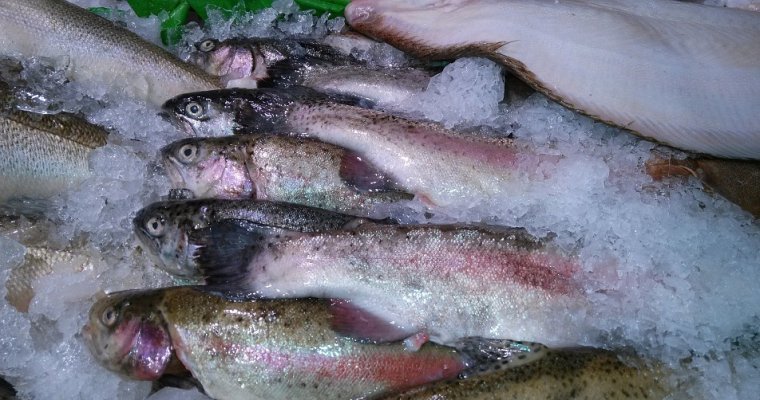 В Удмуртии уничтожили более 70 кг замороженной рыбы