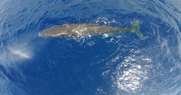 У восточного побережья США впервые за 200 лет наблюдали серого кита