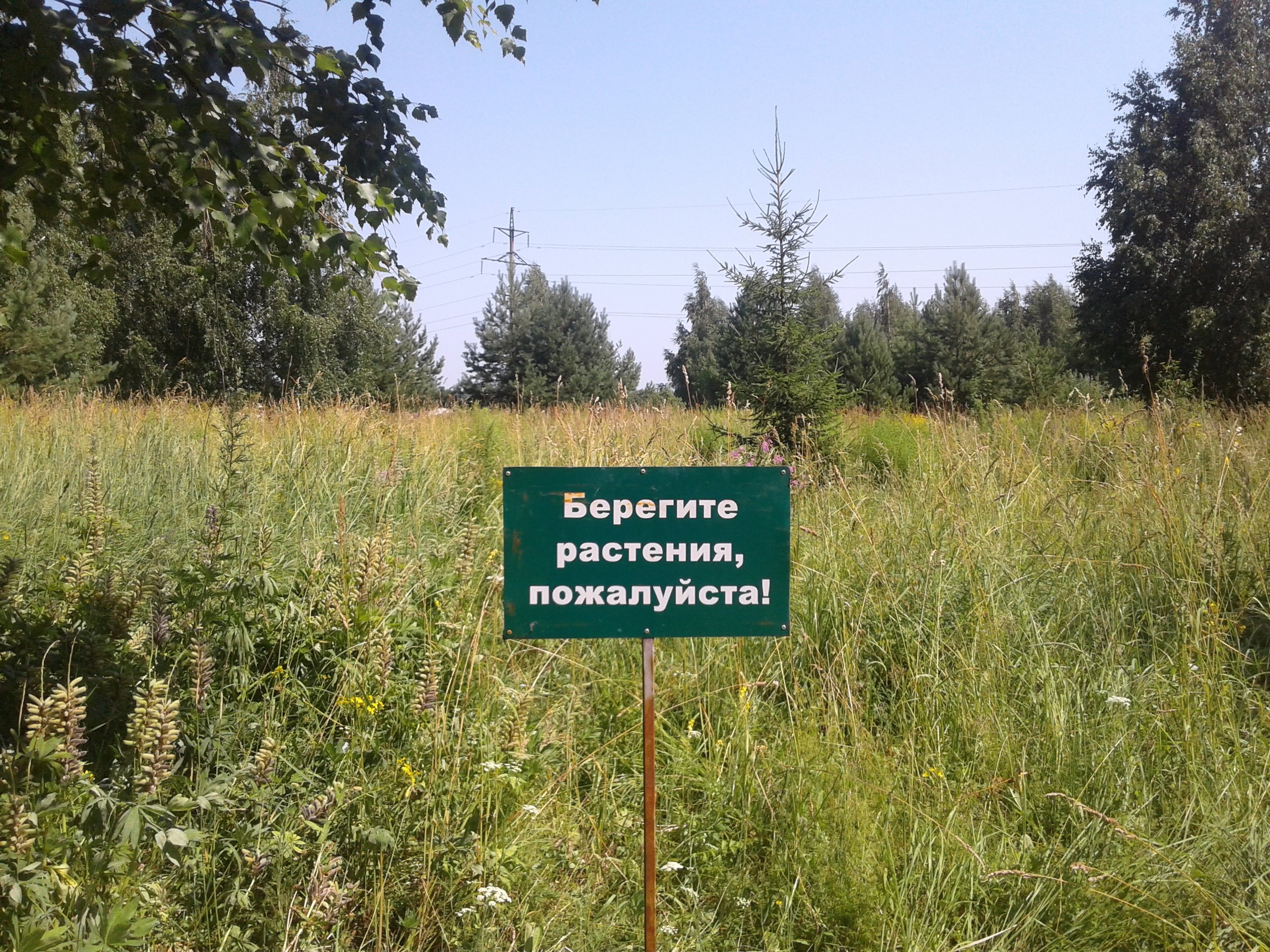 Ярушкинский дендропарк в Ижевске получит статус особо охраняемой природной территории