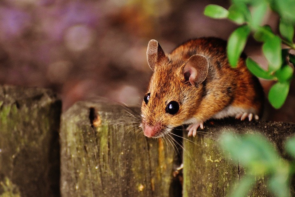 Пик заболеваемости мышиной лихорадкой ожидается в Удмуртии в 2019 году