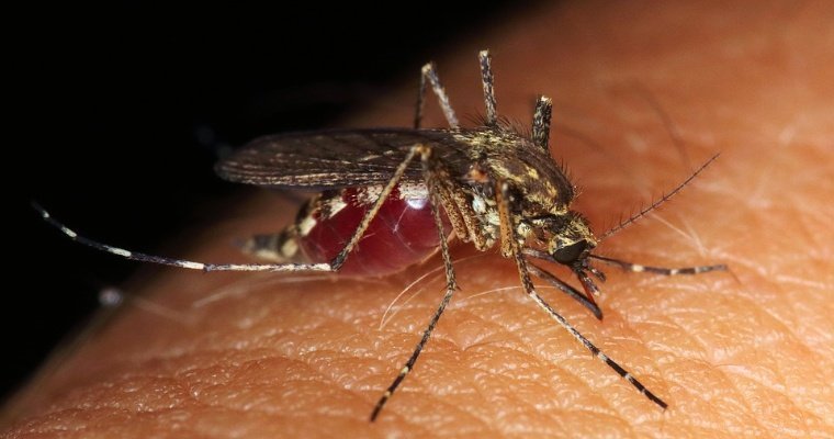 Весной в России может появиться аномально большое количество комаров