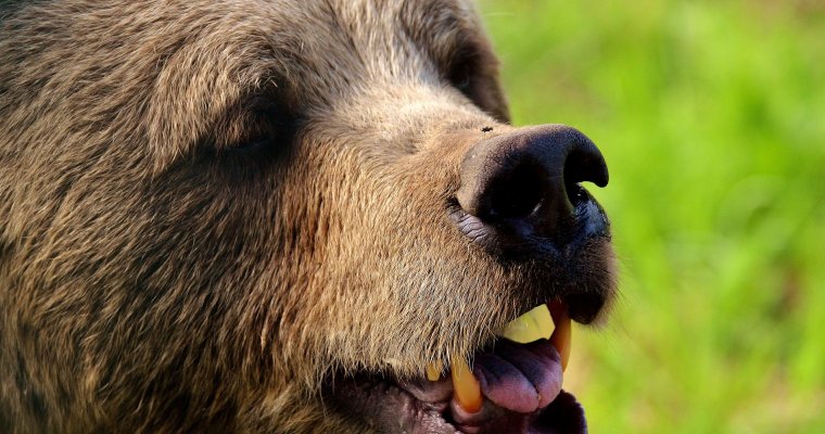 На Камчатке бурый медведь прогулялся по одному из городских рынков