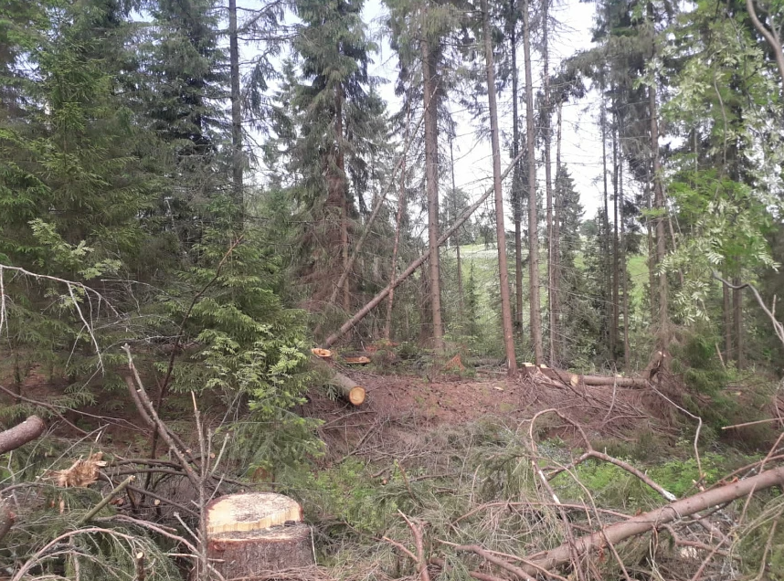 Житель Удмуртии подозревается в незаконной рубке более 300 хвойных деревьев 