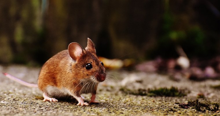 2019 год может оказаться неблагоприятным для Удмуртии по заболеваемости мышиной лихорадкой