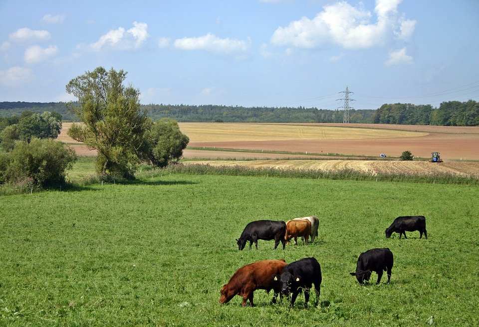 В двух деревнях Удмуртии за коровами «наблюдает» электронный пастух