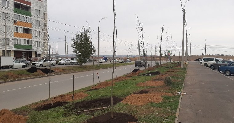 Зеленый щит: аллею ясеней начали высаживать в микрорайоне Берша в Ижевске