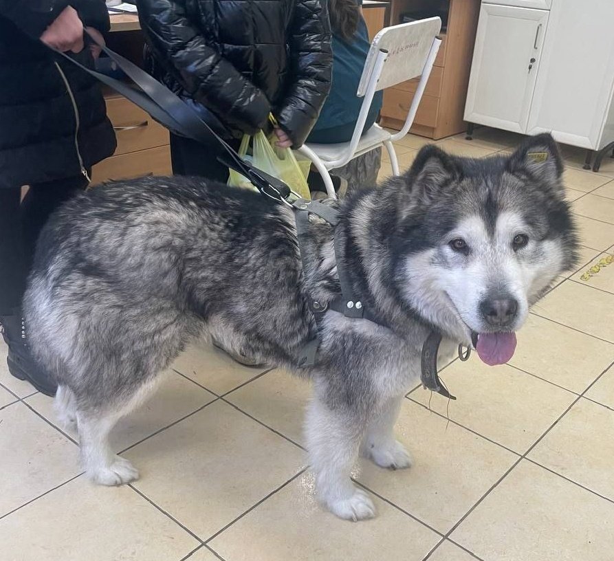 В Ижевске потерявшийся пёс нашёл необычный способ вернуться домой