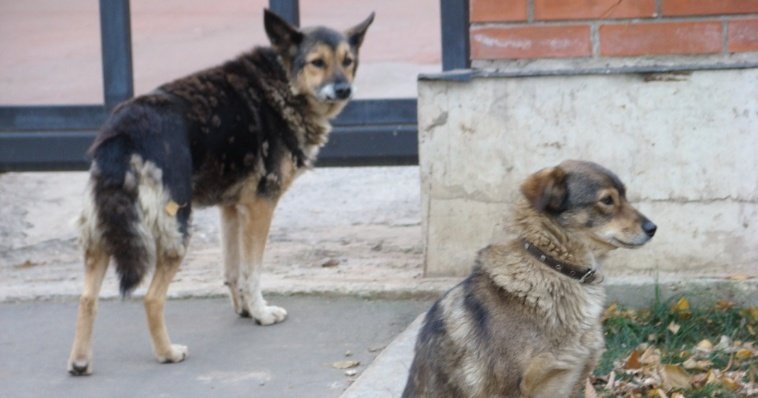 Сеулу угрожает нашествие 2 млн собак мясных пород