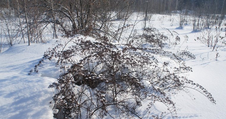 Ярушкинский дендропарк стал особо охраняемой природной территорией местного значения