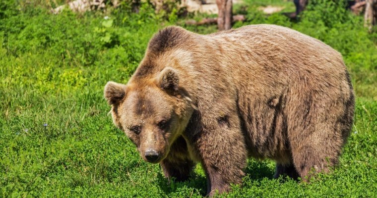 Жители Шарканского района Удмуртии испугались бурого медведя вблизи деревни