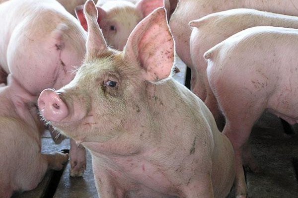 Японские ученые начнут выращивать человеческие органы в телах свиней