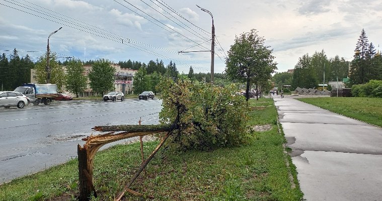 В Ижевске ищут подрядчика на порубку аварийных деревьев вдоль дорог