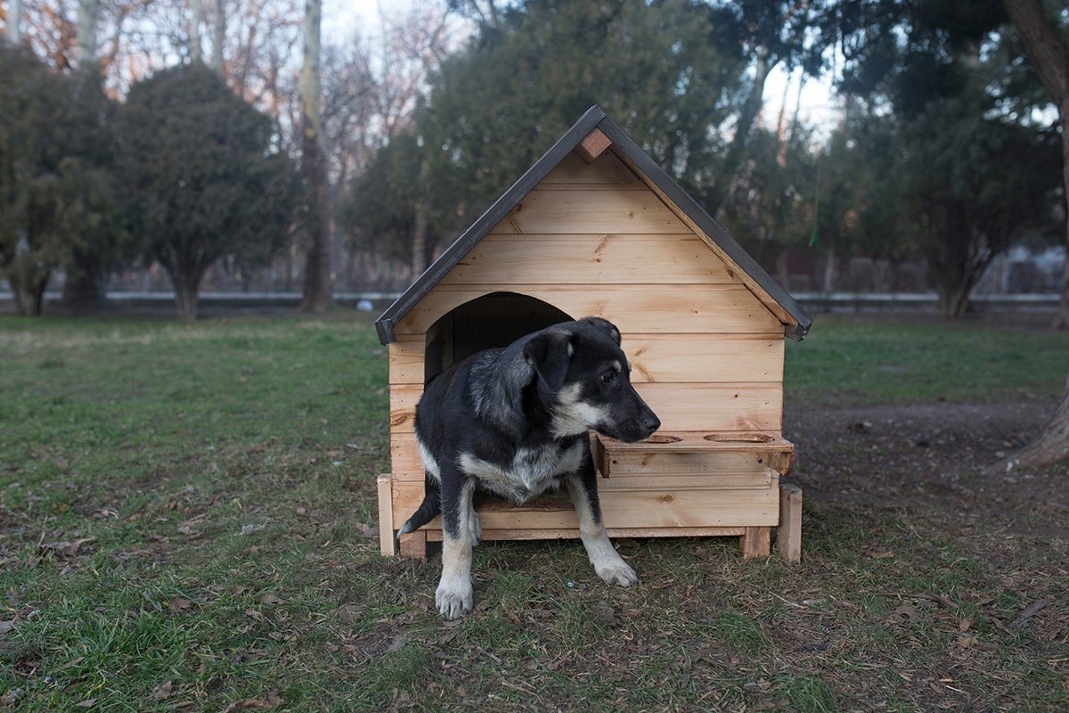 В Ижевске общественники предлагают строить будки для бездомных собак