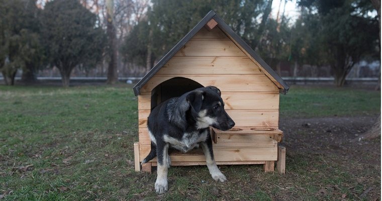 В Ижевске общественники предлагают строить будки для бездомных собак