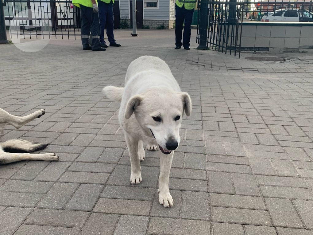 Более 20 кошек и собак вывезли из Удмуртии за границу с начала года