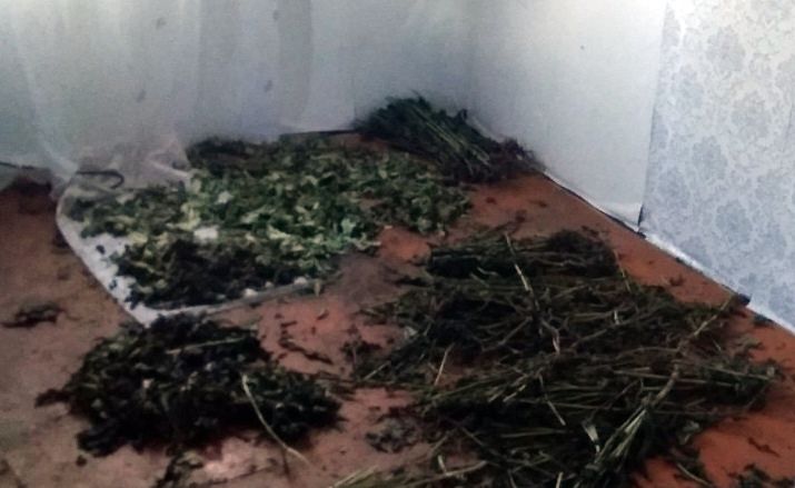 Полицейские изъяли 4 кг маковой соломы у жителя Удмуртии