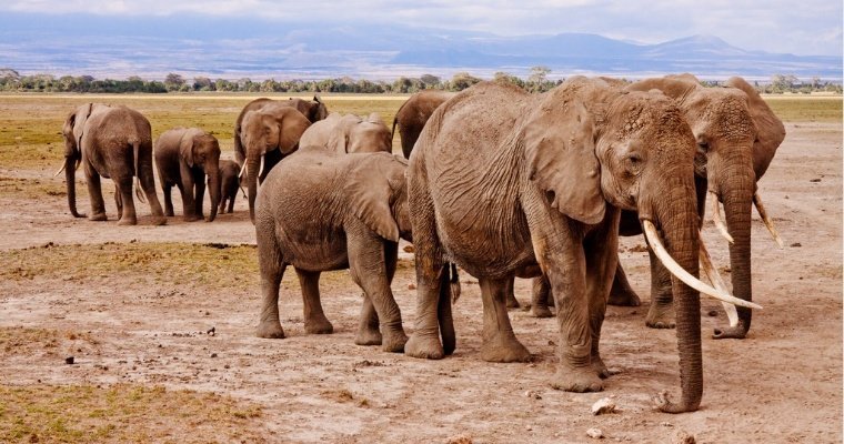 20 тысяч слонов пообещал выслать в Германию президент Ботсваны 