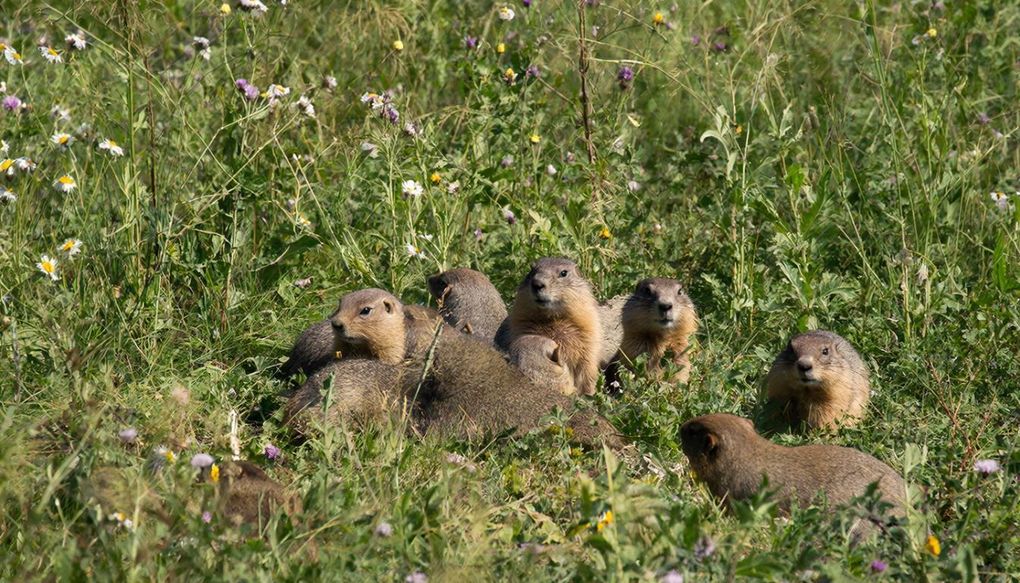 Просветительский марафон о жизни сурков стартует в Удмуртии в марте