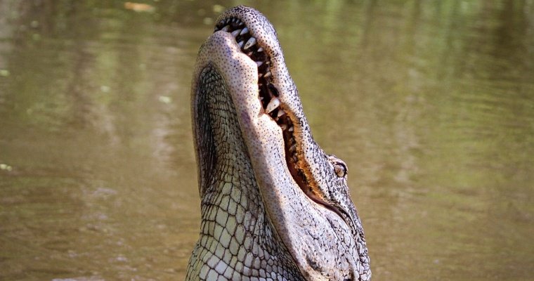 Во Флориде вылупился из яйца аллигатор белого цвета