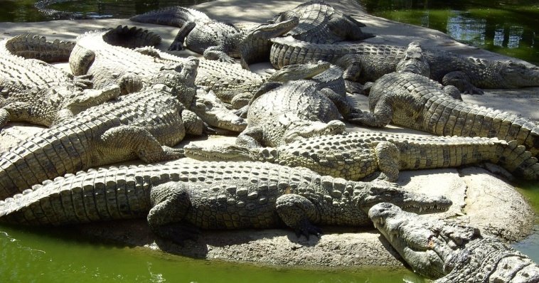 По улице ходила большая крокодила: более 200 рептилий выловили в городах Мексики