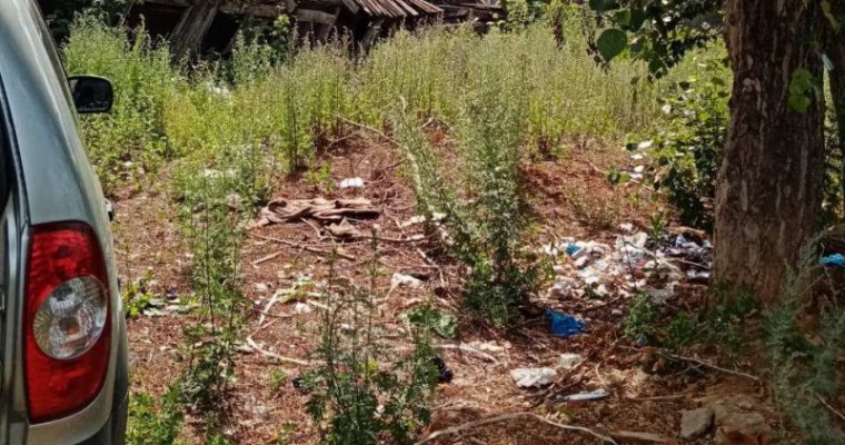 Плантацию конопли нашли на территории заброшенного дома в Ижевске