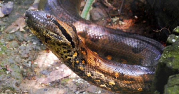 Новый вид анаконд открыли в джунглях Эквадора