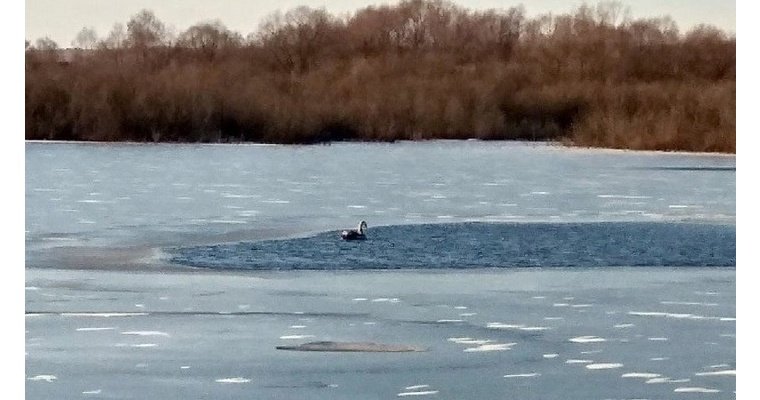 Замерзающего на воде белого лебедя приютил у себя зоопарк Ижевска
