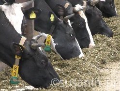 Из-за инфекционного заболевания в трех деревнях Юкаменского района изымут скот
